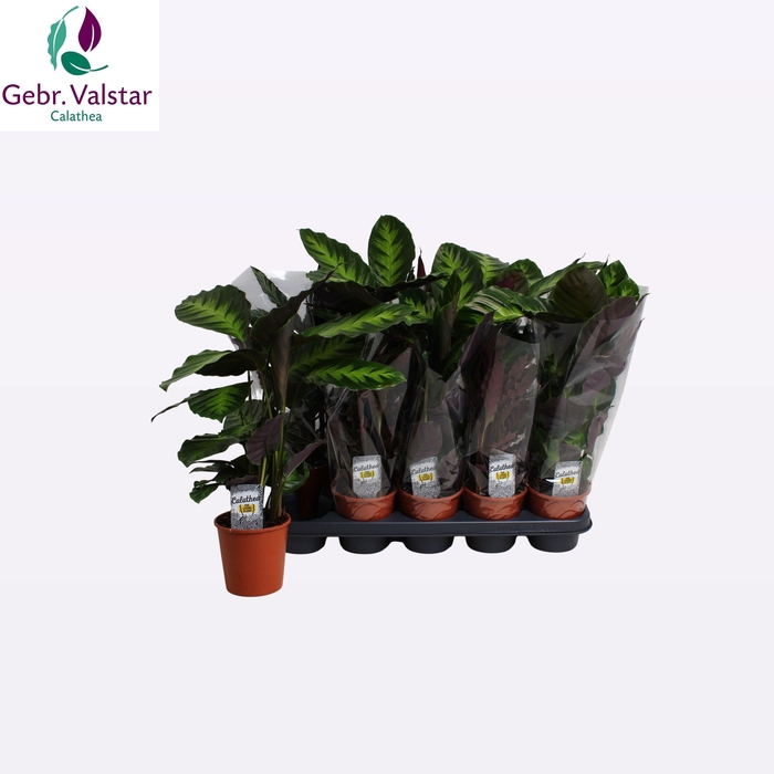 <h4>CALAT GEM 3 SRT</h4>