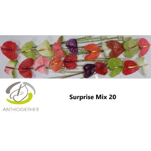 Anth A Mix Surprise 9 cm X20 Spek Flowers