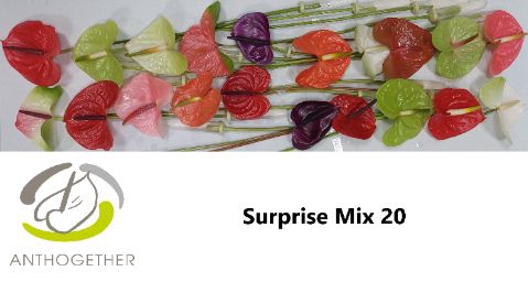 <h4>Anth A Mix Surprise 9 cm X20 Spek Flowers</h4>