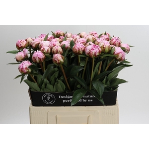 Paeonia Sarah Bernhardt