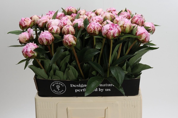 Paeonia Sarah Bernhardt