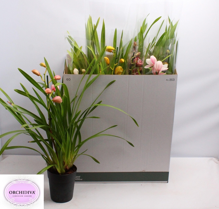 <h4>CYMB GEMENGD</h4>