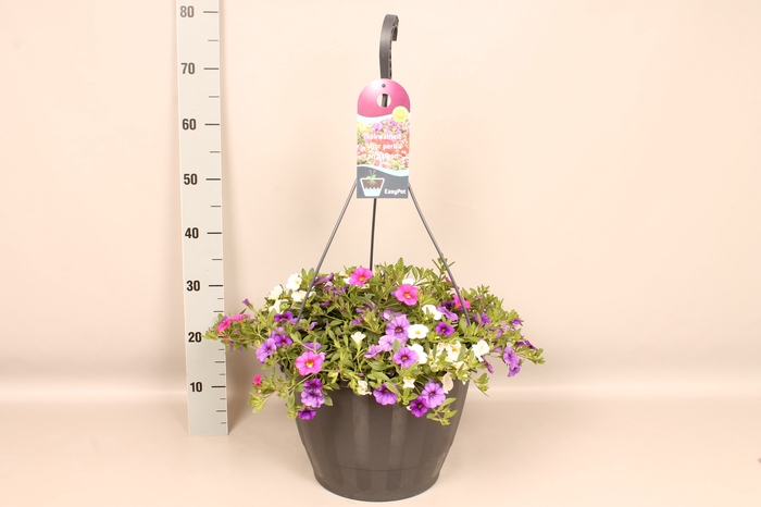 Hangpot 37 cm met waterreservoir Mix Calibrachoa