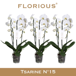 Phalaenopsis wit meer takken