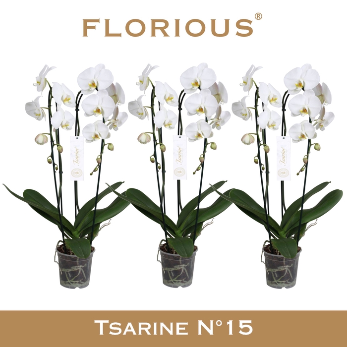 <h4>Phalaenopsis wit meer takken</h4>
