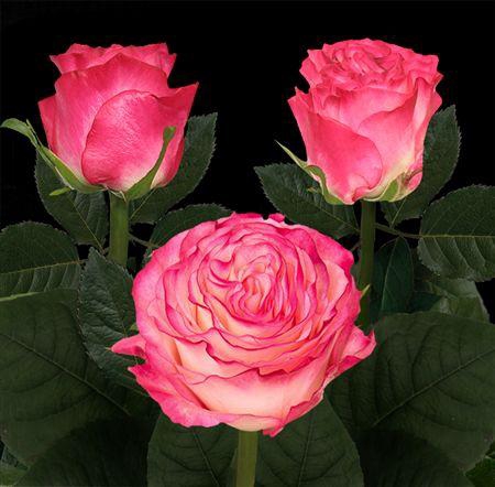 <h4>R Gr Enchantment</h4>