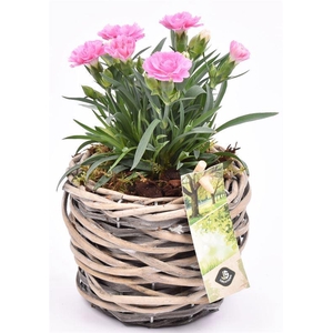 Wilg mand grijs 12cm