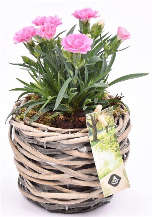 <h4>Wilg mand grijs 12cm</h4>