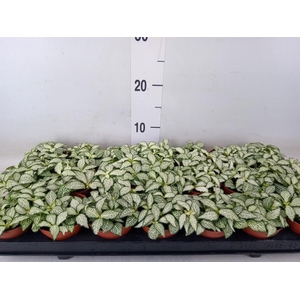 Fittonia  'Mosaic White Forest Fla'