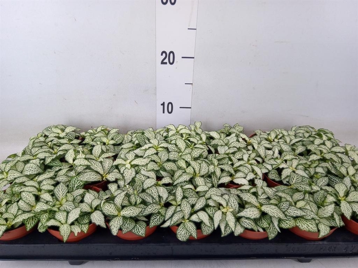 <h4>Fittonia  'Mosaic White Forest Fla'</h4>