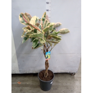 Ficus elastica 'Belize'