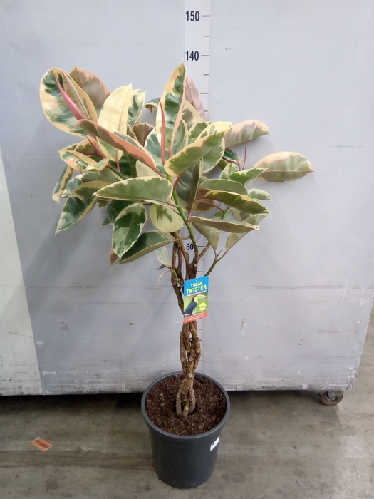 <h4>Ficus elastica 'Belize'</h4>