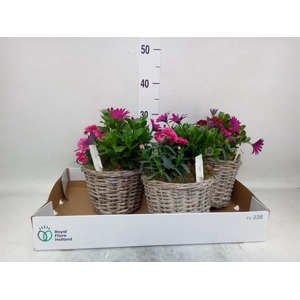 Arr.   Tuinplanten L%