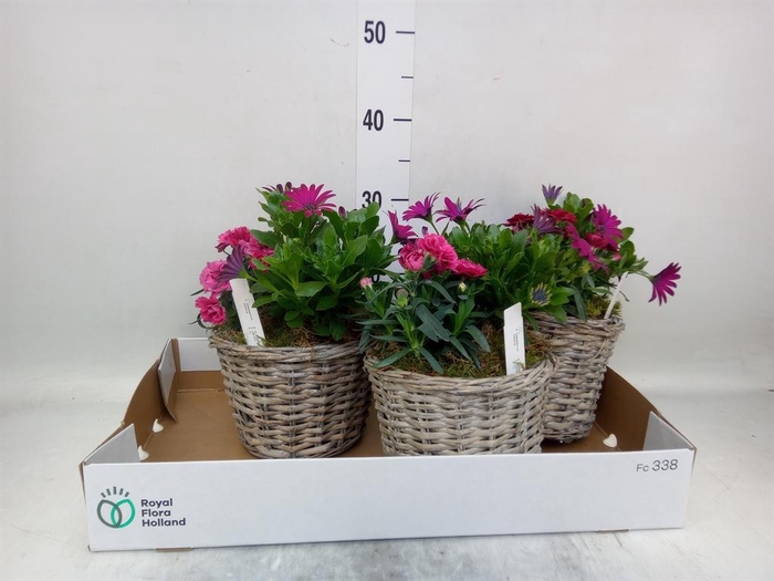 <h4>Arr.   Tuinplanten L%</h4>