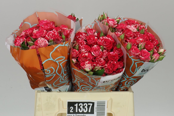 <h4>Rosa Tr Fireworks</h4>