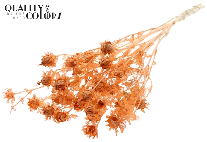 <h4>Carthamus per bunch Intense Frosted Salmon</h4>