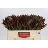 Leucadendron Saf Sunset Dark R.