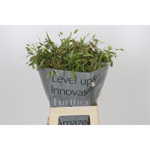 Chasmanthium latifolium