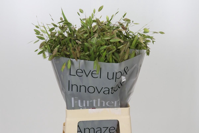 <h4>Chasmanthium latifolium</h4>