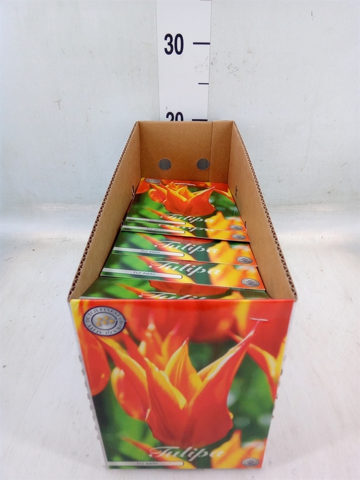 <h4>Tulipa   ...flowerbulbs</h4>