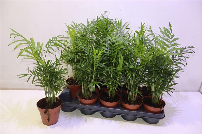 <h4>Chamaed Elegans</h4>