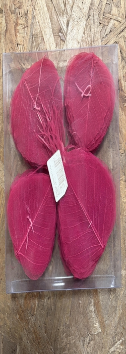 Squelette de feuilles naturelles (par 200)