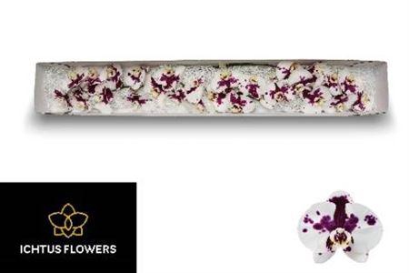 <h4>Phal Kimberley</h4>