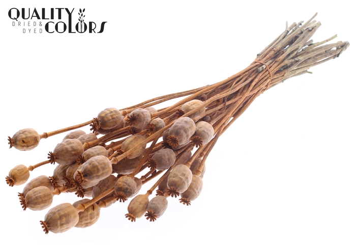 Papaver per bunch Terracotta