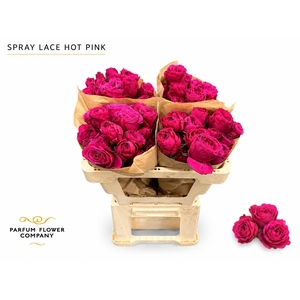 Rosa Spray Lace Hot Pink