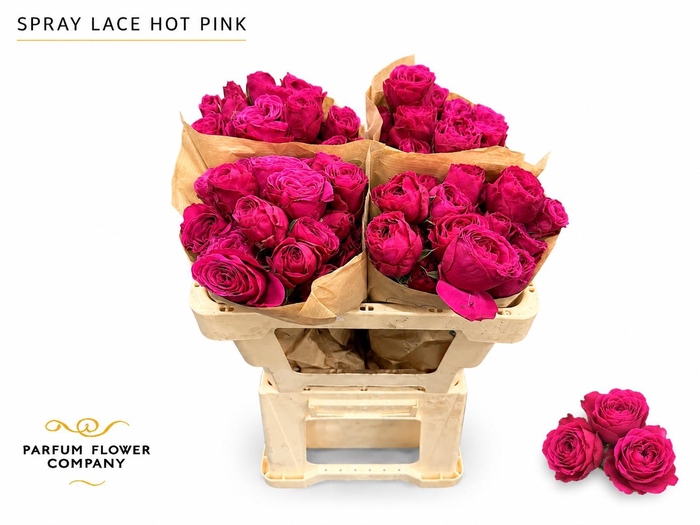 <h4>Rosa Spray Lace Hot Pink</h4>