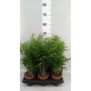 Chamaedorea elegans