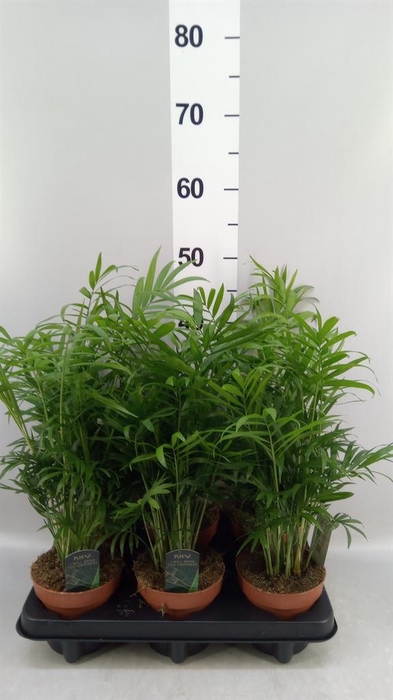 <h4>Chamaedorea elegans</h4>