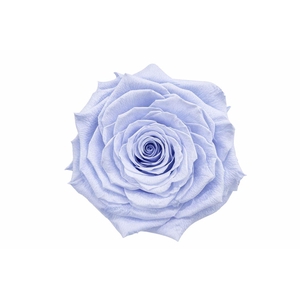Ro Pres Xl Lavender
