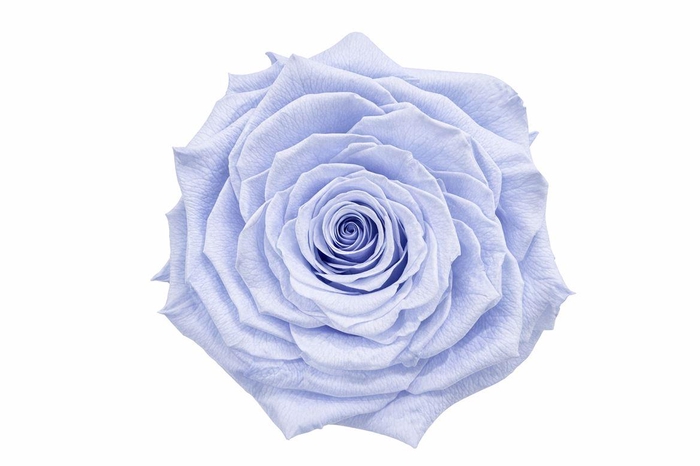 <h4>Ro Pres Xl Lavender</h4>