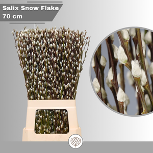 SALIX CA SNOW FLAKE