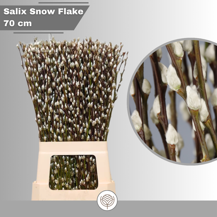 <h4>SALIX CA SNOW FLAKE</h4>
