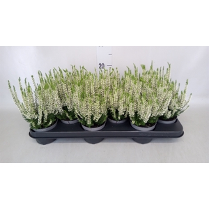 Calluna vulg. 'Beauty L Venca'