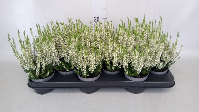 <h4>Calluna vulg. 'Beauty L Venca'</h4>