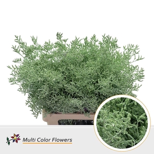 Limonium DYED Mint Green