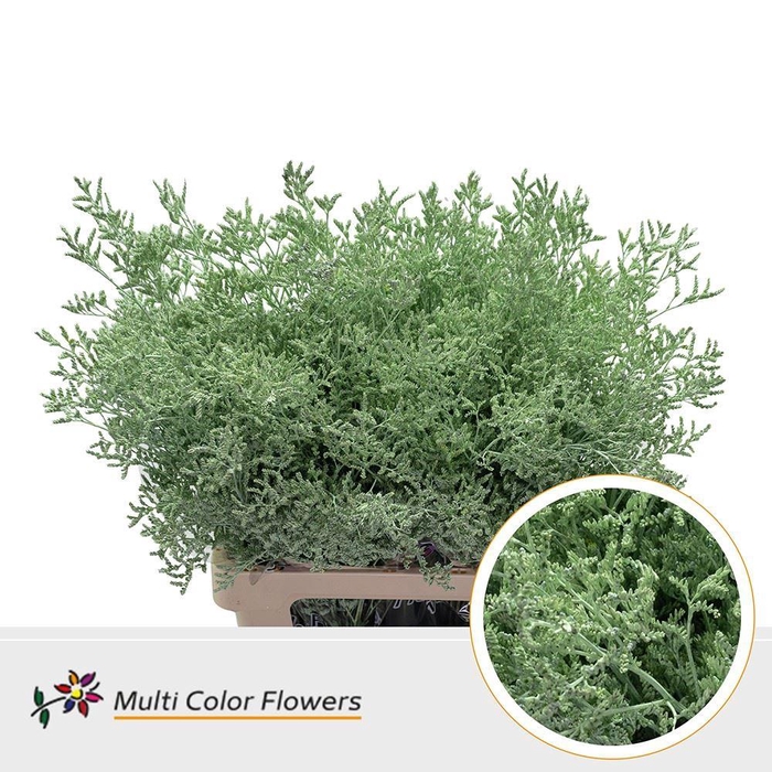 <h4>Limonium DYED Mint Green</h4>