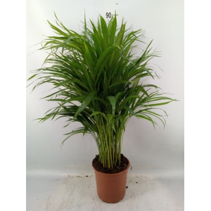 Dypsis lutescens   ...Chrysalidoca