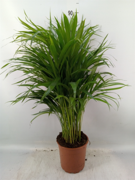 <h4>Dypsis lutescens   ...Chrysalidoca</h4>