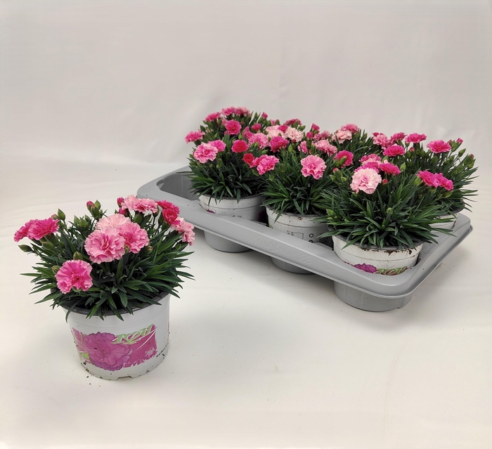 <h4>DIAN I LOVE U</h4>