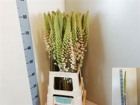 <h4>Eremurus Himalaicus 80cm</h4>