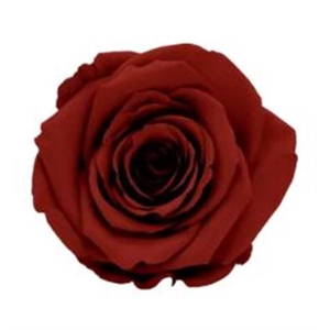 Z PRESERVED ROSA XL GRP 01