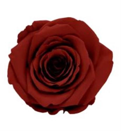 <h4>Z PRESERVED ROSA XL GRP 01</h4>