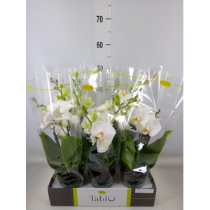 Phalaenopsis   ...white