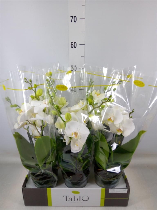 <h4>Phalaenopsis   ...white</h4>