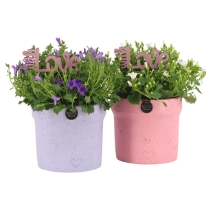 21985: Love outdoor arrangement