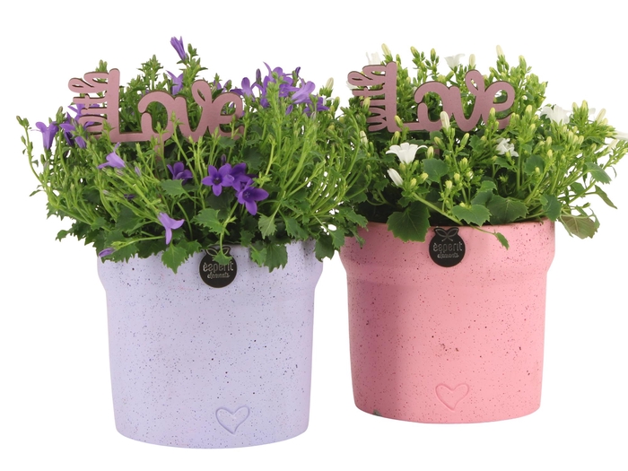 <h4>21985: Love outdoor arrangement</h4>